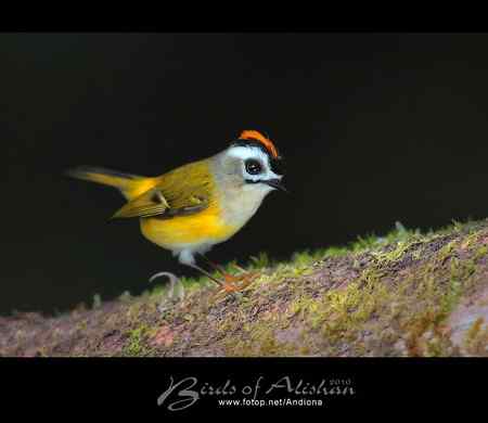 火冠戴菊 Taiwan Firecrest
