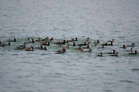 斑头海番鸭之探索片 斑头海番鸭之探索片