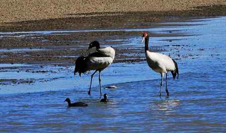 鹤舞高原:三大国宝之一 鹤舞高原:三大国宝之一