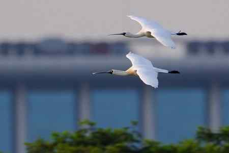 等候黑臉琵鷺出现 等候黑臉琵鷺出现