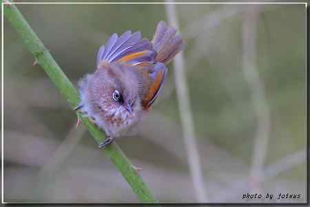 台湾合欢山三千米的驚豔
