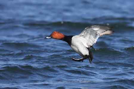 祝女影友节日快乐 送上一组漂亮的鸭子(10种鸭子) 祝女影友节日快乐 送上一组漂亮的鸭子(10种鸭子)