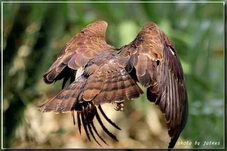 再見蜂鷹 高清晰美图