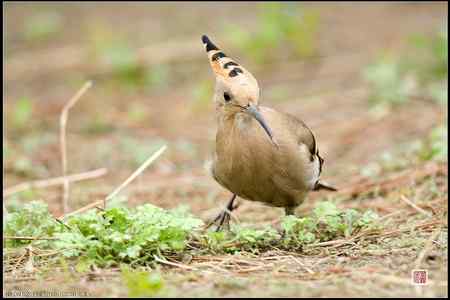 今天的戴胜（基本原画幅）