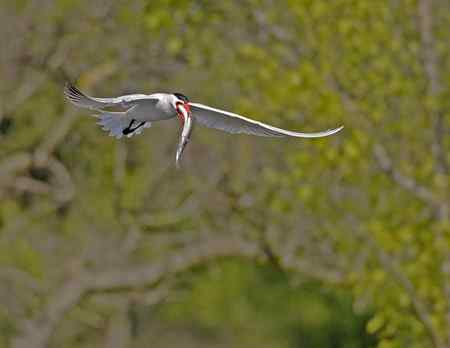 美国洛杉矶的燕鸥