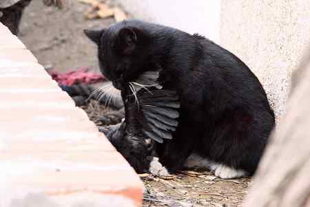 八哥被猫所害 同伴深情的呼唤