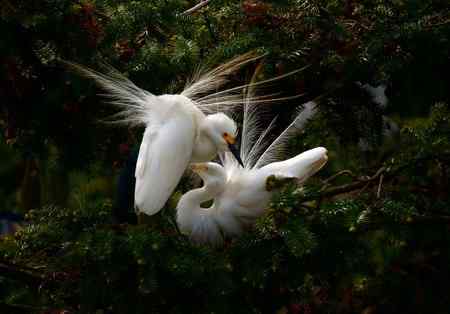 一对红眼睛 白鹭的