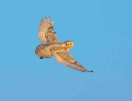 雪鸮魅力高清晰图片