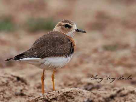 东方鸻 重庆咔嚓作品