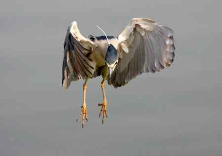 济南明湖夜鹭初拍