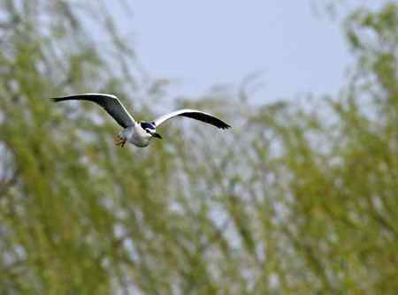 泉城明湖春天的夜鹭