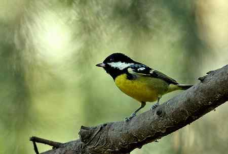 黄腹山雀高清晰照片一组