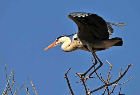 枝尖上的舞者－苍鹭