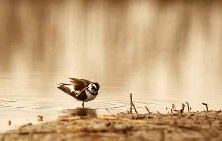 在天津大港湿地拍鸟观鸟