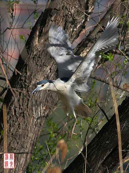 大明湖鸟岛的夜鹭