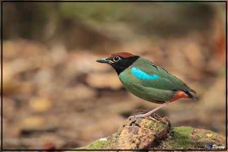 Hooded Pitta   Singapore 鸊鷉——新加坡