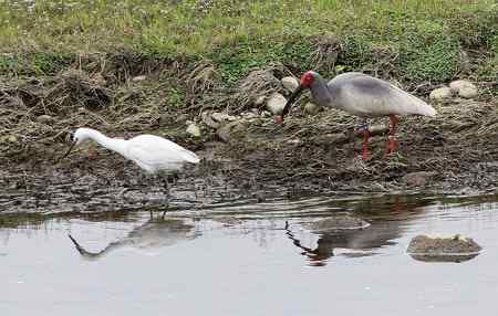 朱鹮和它快乐的伙伴