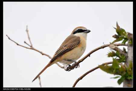 林鸟辨识：是红尾伯劳还是红背伯劳