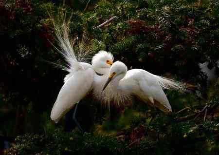 一对红眼睛 白鹭的