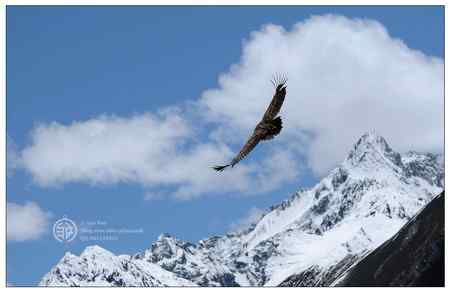走进西藏观鸟【组图】 走进西藏观鸟【组图】