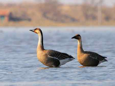 鸿雁夫妻标准照