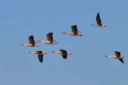 鸿雁阵缺一补一