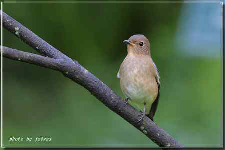 白腹琉璃 白腹姬鹟