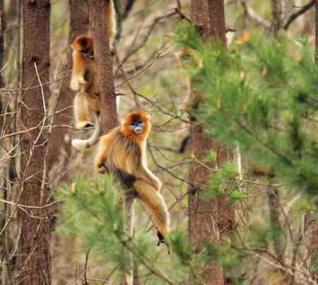 拍鸟拍到了川金丝猴 拍鸟拍到了川金丝猴
