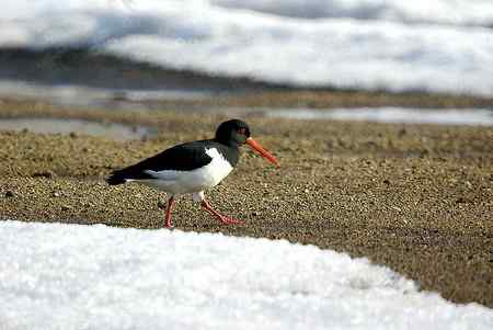 砺鹬 熬过漫长的冬季 砺鹬 熬过漫长的冬季