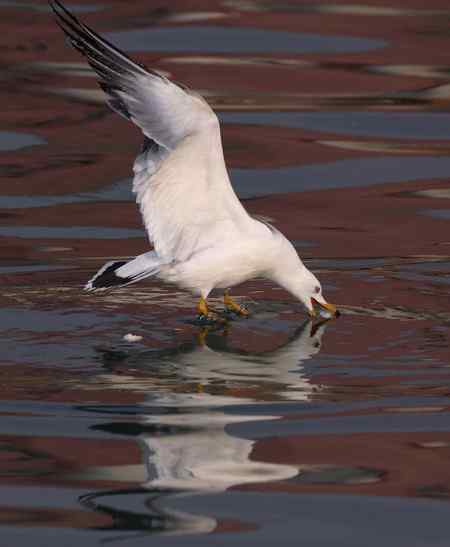 山东龙口拍摄：“五彩海鸥”
