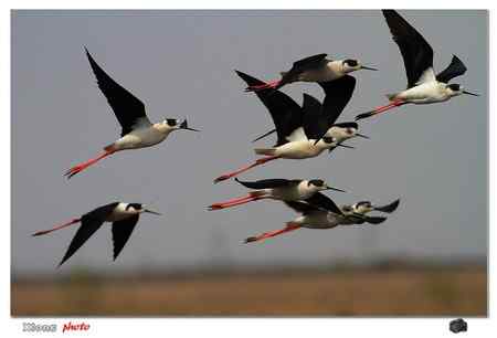 盐城保护区的黑翅长脚鹬