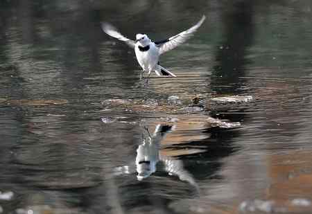 白鹡鸰鸟儿悬停