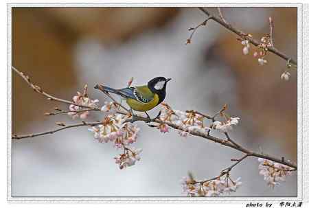 菜花菜鸟 菜花菜鸟