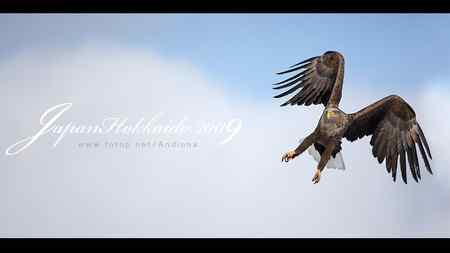 日本北海道白尾海鵰