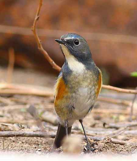 红胁兰尾鸲（男的）