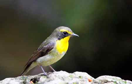 黄眉姬翁鸟儿一组