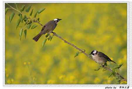 菜花菜鸟 菜花菜鸟