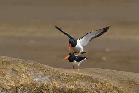 蛎鹬春天的故事