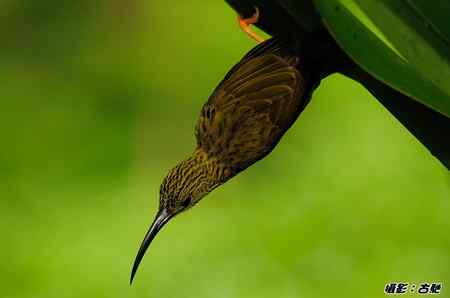 西馬观鸟行 西馬观鸟行