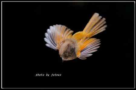 台湾合欢山三千米的驚豔