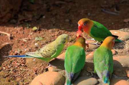 海南热带飞禽世界鹦鹉照片30片