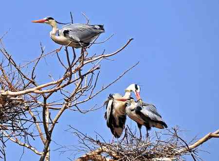 你们亲昵，我站岗，嘻嘻。