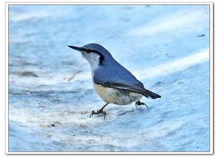 当地人叫普通鳾——“蓝大胆”