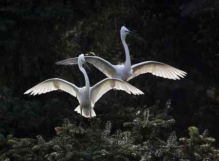 见证象山：“一对相爱明星鸟儿”