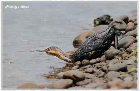罕见稀有的紅喉潛鳥竟然造访宝岛台湾 罕见稀有的紅喉潛鳥竟然造访宝岛台湾