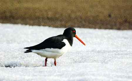 砺鹬 熬过漫长的冬季 砺鹬 熬过漫长的冬季