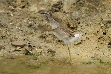 近日金门拍鸟作品