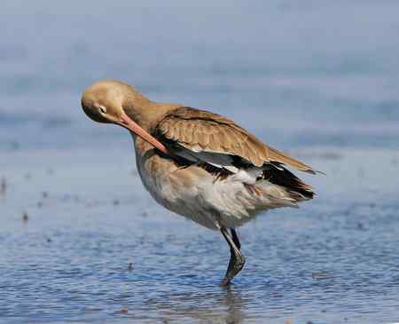 黑尾塍鹬 梳理羽毛