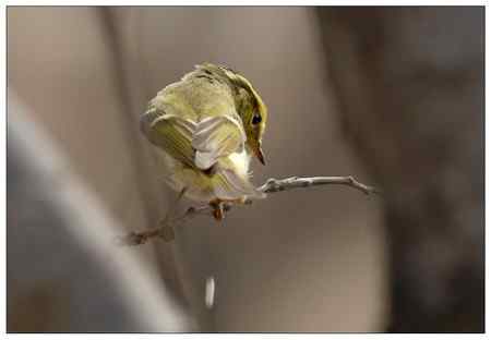 梨花盛开的季节