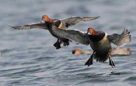 一只红头潜水鸭